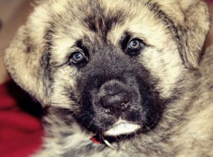 Koko, nuestra mascota